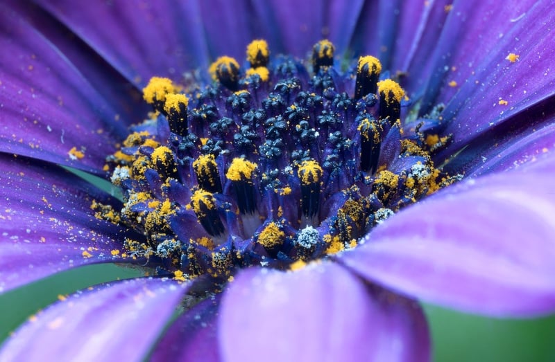 Floral Design