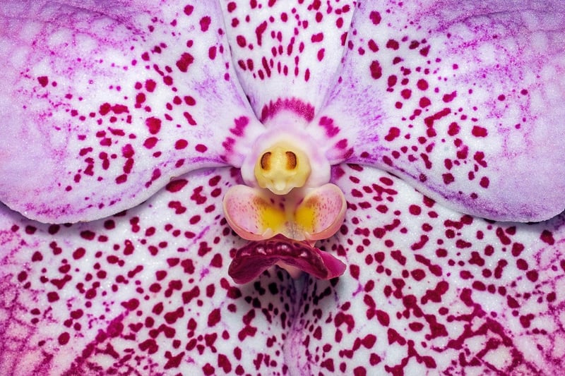 Orchid Pavilion