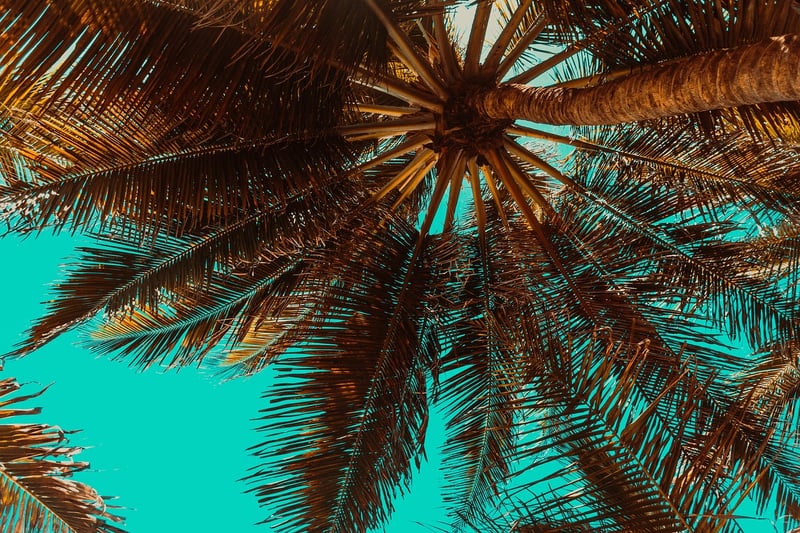 Palm Paradise Resort
